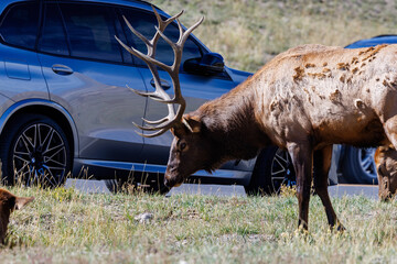 Bull elk (Cervus canadensis) in Gardiner, Montana with a vehicle in the background