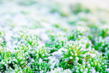 屋外で冬の朝に薄く雪をかぶった多肉植物のグリーンのセダムの葉のアップ