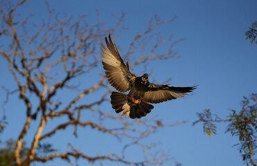 Pigeon flying in early morning 