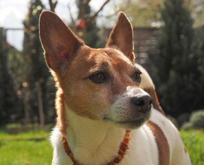 Older Jack Russell Terrier in the garden looks wisely to the side