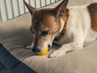Cute older Jack Russell Terrier with his beloved chew ball in his basket. Always keep your inner child and your joy of playing