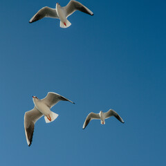 Mouettes sur un ciel bleu vues d'en bas 