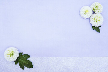 薄い青の布と白の透ける不織布を背景に飾られた白のピンポンマムの菊の花の背景素材