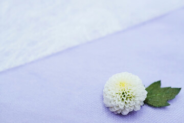 シンプルな淡い青背景に置かれた白いピンポンマムのまん丸い菊の花の背景素材、法事イメージ
