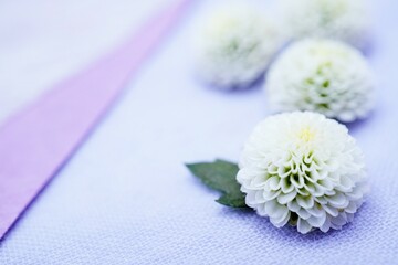 シンプルな淡い青紫背景に置かれた白いピンポンマムという菊の花の背景素材、仏事イメージ