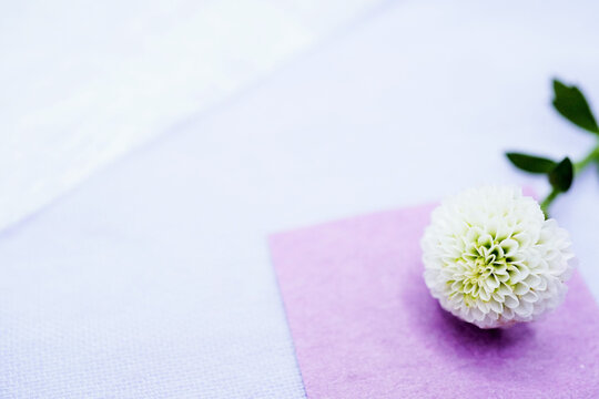 シンプルな淡い青背景に置かれた紫の和紙と白いピンポンタイプの綺麗な菊の花の壁紙素材、冠婚葬祭イメージ