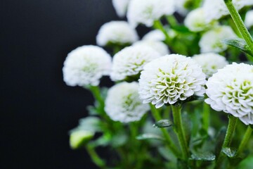 黒背景に咲く白いピンポンマムというたくさんの菊の花