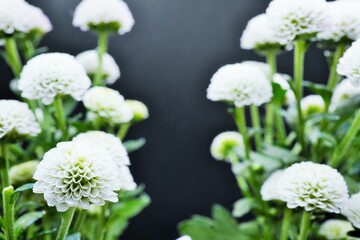 ブラックバックに左右に咲く白いサンティニマムという沢山の丸く小さい菊の花