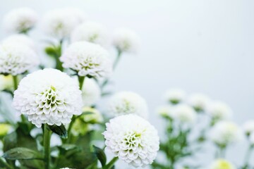 ホワイトバックに美しく咲いた白いピンポンマムの可愛らしく丸いキクの花