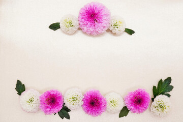 クリーム色のサテンの布を背景に白とピンクの丸いサンティニマムという菊の花を並べた可愛い背景素材