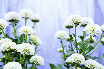 静かな淡い青背景に左右に美しく咲いた白いピンポン玉のようなカワイイ菊の花、仏事イメージ