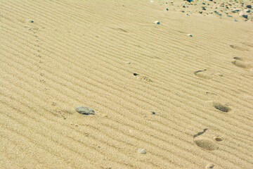 中田島砂丘の風紋と犬の足跡