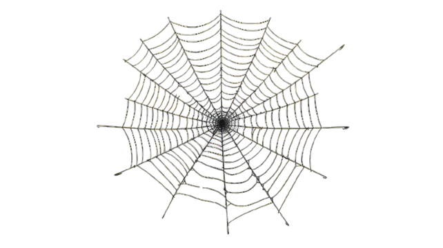 Spider Web isolated on white png transparent background