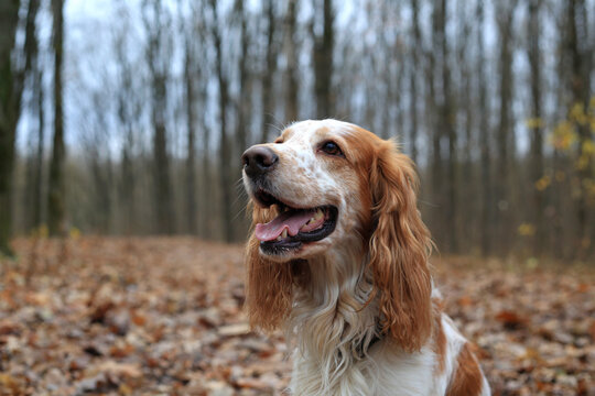 Dog Russian hunting spaniel in the autumn forest