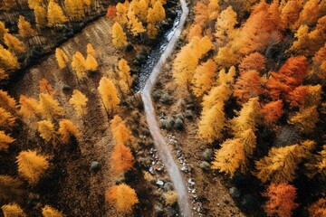 Aerial view of autumn forest. Beautiful nature landscape.