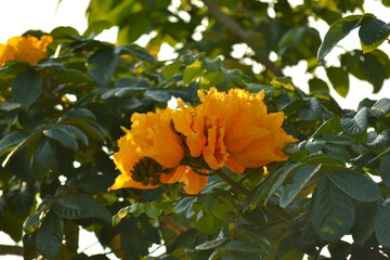 Spathodea Campanulata 'Aurea', a Yellow African Tulip Tree