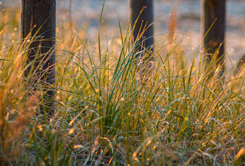 524-54 Grasses at Fence Base - 683194857