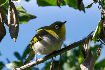 Kapbrillenvogel in der Seitenansicht