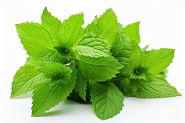 Closeup of a heap of spearmint and peppermint leaves on a white background