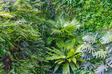 Cluster of various tropical plants, green leaves layout. Nature spring concept.