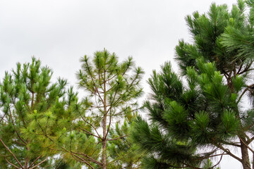 Pine tree branches