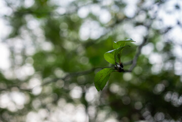 Green leaves shooting against the light