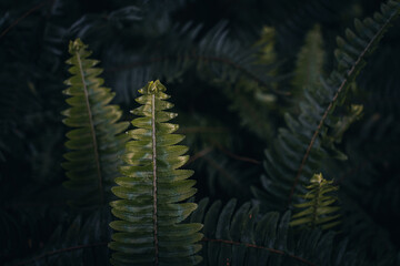 green texture hundreds of ferns. Green fern tree growing in summer.