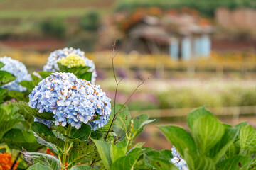 Hydrangea flowers are blooming in Da Lat garden. This is a place to visit ecological tourist garden...