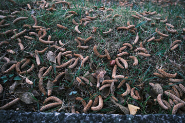 地面に落ちるヒマラヤスギの実