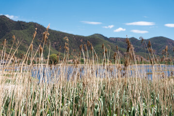 The reed marshes by the Lugu Lake in China