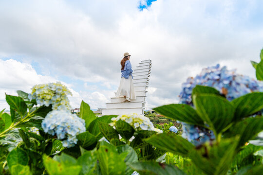 Young woman traveler enjoying with blooming hydrangeas garden in Dalat, Vietnam