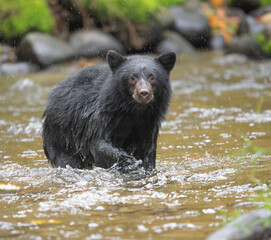 bear in the water