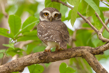 owl on tree