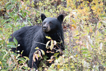 Obraz premium black bear in the woods