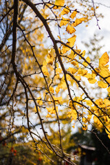 The golden yellow ginkgo leaves in late autumn