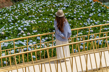 Young woman traveler enjoying with blooming hydrangeas garden in Dalat, Vietnam