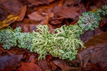 Moss and lichen on a branch in the autumn forest.
