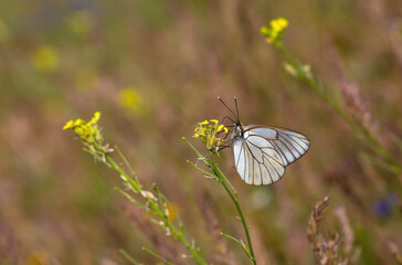 Black-veined White,Aporia crataegi, turkısh name alıç kelebeği