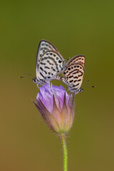 A pair of tiny butterflies on a purple flower, Lesser Tiger Blue, Tarucus balkanicus