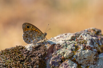 Male Wall brown (Lasiommata megera) on the ground
