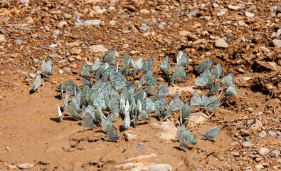 Black-veined White,Aporia crataegi, turkısh name alıç kelebeği