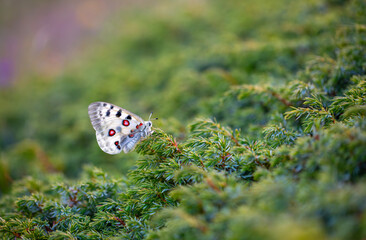 Female Apollo Butterfly, Parnassius apollo