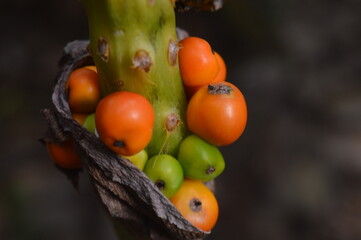 selective focus, crop
Anthurium schlechtendalii, a broadleaf plant used for a variety of medicinal purposes, including muscle and joint sprains.