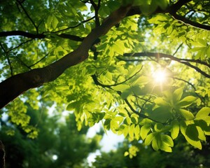 Fototapeta na wymiar Leaves of a tree carpinus betulus in the bright sun