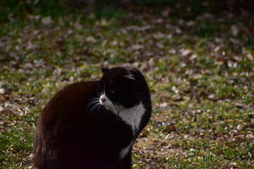薄日に照らされた黒と白の猫