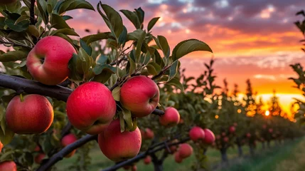 Fotobehang apples on a tree HD 8K wallpaper Stock Photographic Image  © AA