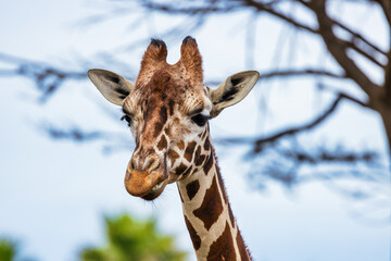 Reticulated giraffe, close-up, animal welfare concept