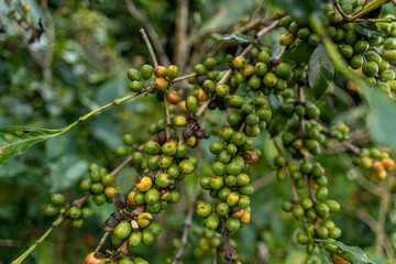 Coffee beans ripening, fresh coffee, red berry branch, industry agriculture on tree in Vietnam