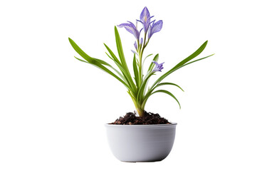 Iris Plant Seedling in a White Bowl against a Transparent Background