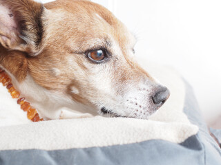 Older Jack Russell Terrier looks thoughtful, is a dog thinking about its future or its age?